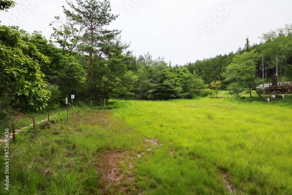 Fototapeta こい岩湿地