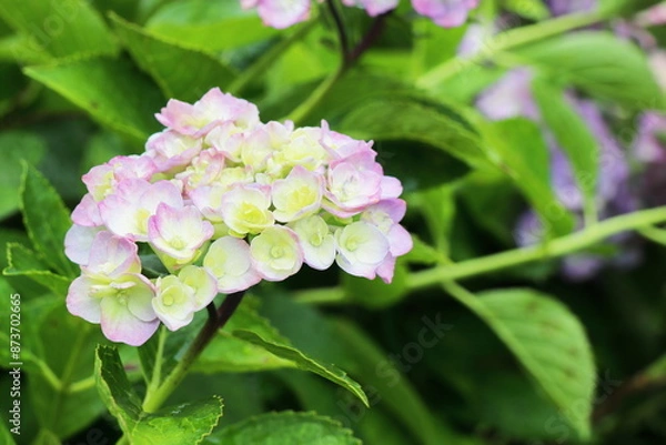 Fototapeta ピンクと白のバイカラーの紫陽花