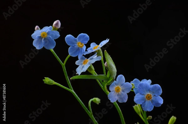 Fototapeta Forget me not flower