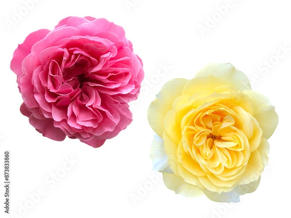 Obraz ピンクと黄色のバラの花