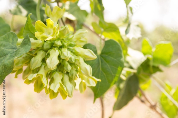 Obraz CowslCowslip Creeper plantation (Telosma minor Craib).