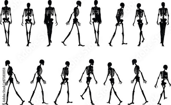 Obraz skeleton silhouette in walk