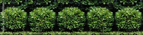 Fototapeta Shrubs. Green Garden Bushes with Round Shapes and Fence in Isolated Background