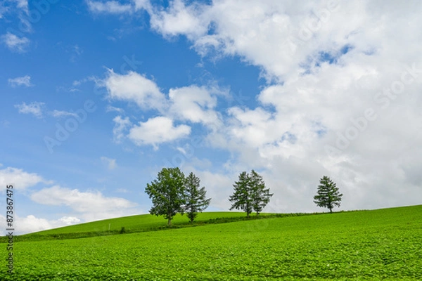 Fototapeta 日本北海道上川郡美瑛町の丘の風景