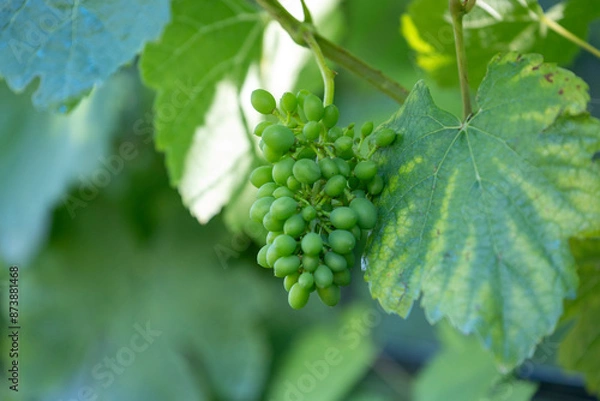 Fototapeta A close-up image of green grapes "Godello" clustered together, hanging from a vine. It's illuminated by sunlight, showcasing their freshness and readiness for harvest in a natural environment.