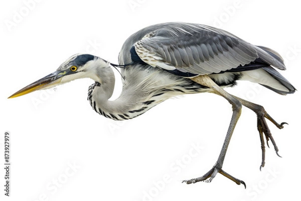 Fototapeta A heron mid-dive, beak pointed down, isolated on a white background