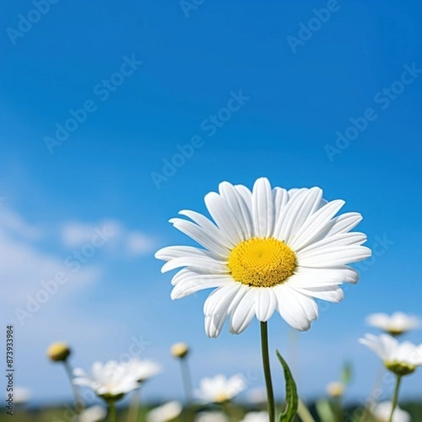 Fototapeta White daisy sky outdoors blossom.