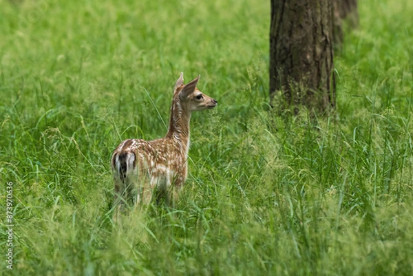 Fototapeta Ein junges Kalb des Damwildes im Wald