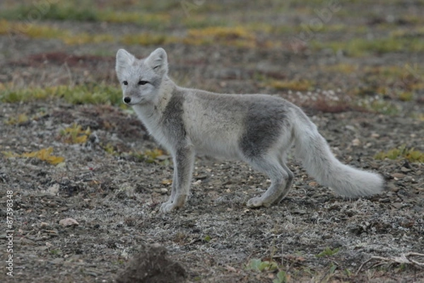Obraz Молодой песец в осеннем наряде