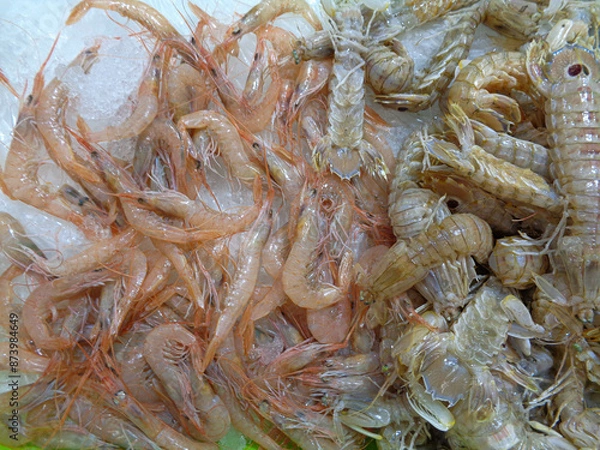 Obraz moluscos en exposición para su venta