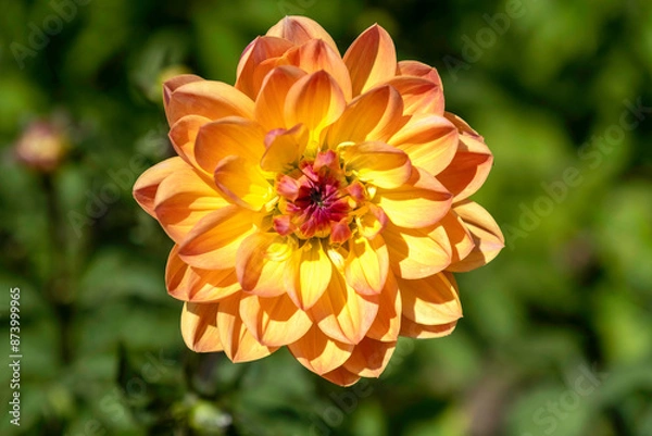 Obraz Orange flower in a garden