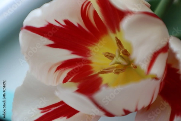 Fototapeta Red and white extraordinary tulip, macro photography. Tenderness tulip close up.