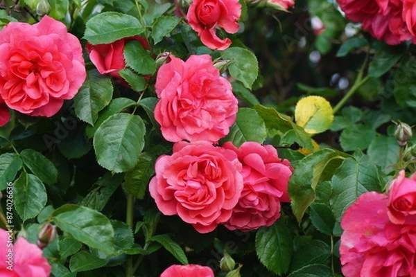 Obraz Beautiful red flowers of a shrub rose