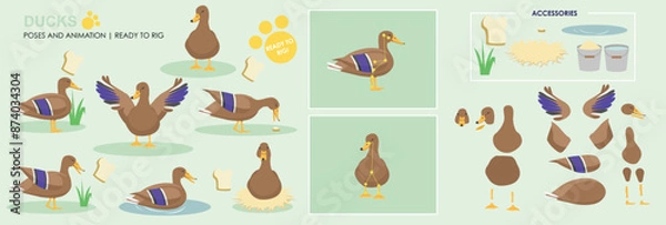 Obraz Cute Male Duck Drake Character ready to animate and rig. Vector collection with multiple poses and positions, swimming, sitting, flapping, eating.
