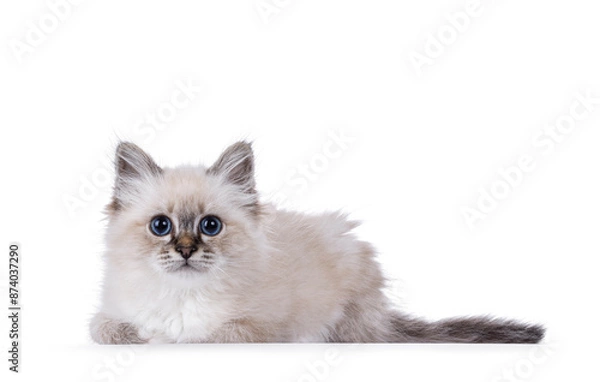 Fototapeta Cute tabby Sacred Birman cat kitten, laying down side ways. Looking straight to camera with breed specific blue eyes. Isolated on a white background.