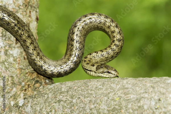 Obraz Smooth snake in natural habitat / Coronella austriaca