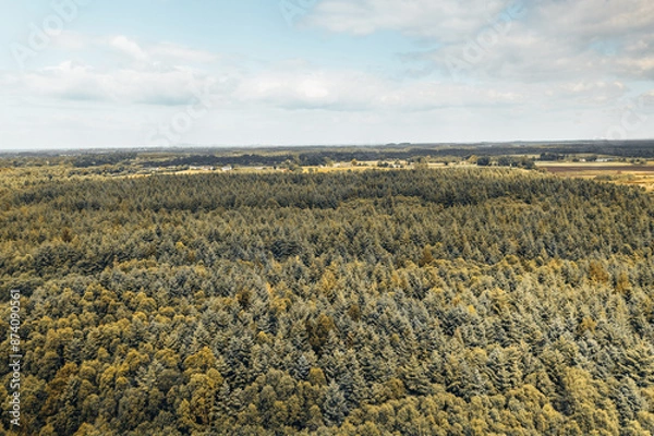 Obraz Aerial view of the dense forest area in Derryounce, Portarlington, County Laois. The image showcases an expansive canopy of trees under a bright sky, with the distant landscape of rural Ireland.