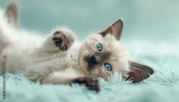 Obraz Cute kitten with blue eyes lying on a fluffy blue blanket.