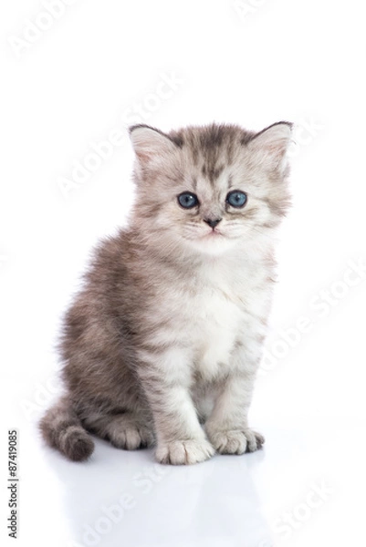 Fototapeta Cute tabby kitten sitting on white background