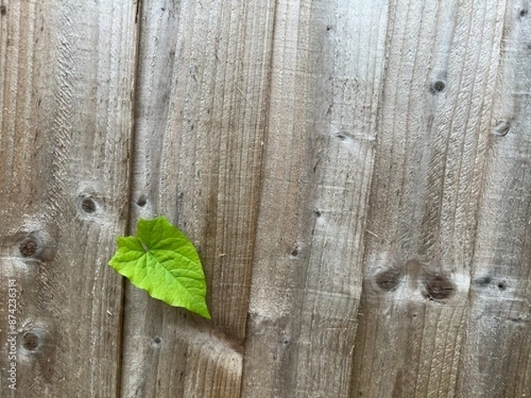 Obraz old wood background