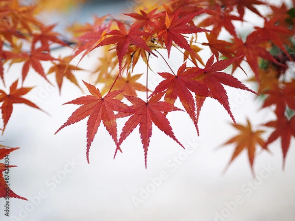 Obraz 紅葉　もみじ　秋