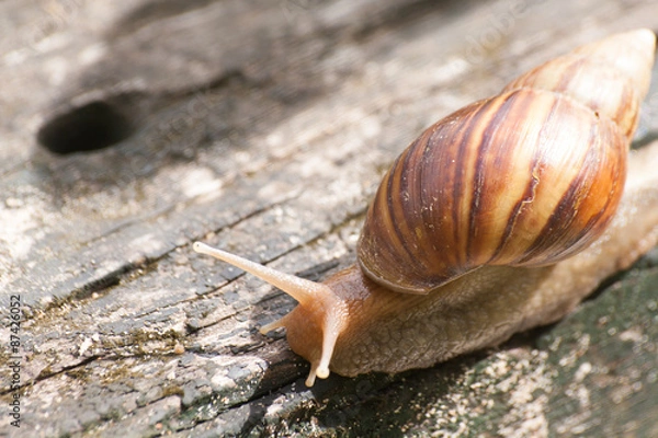 Obraz Snail in timber.