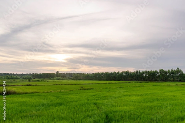 Obraz The beautiful atmosphere of rice fields in the morning and evening is used as a background for the scene.