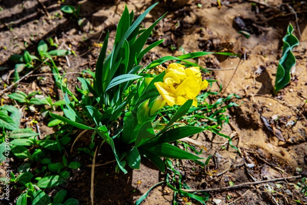 Obraz Тюльпан жёлтые