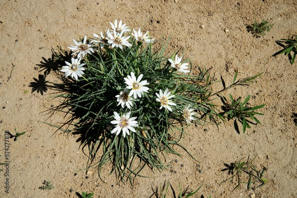 Obraz Цветы дикой природы