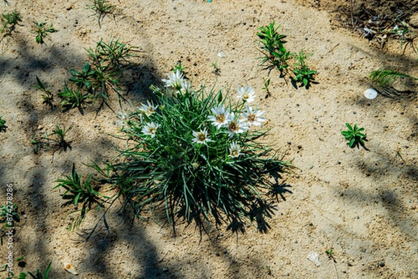 Obraz Белые степные цветы