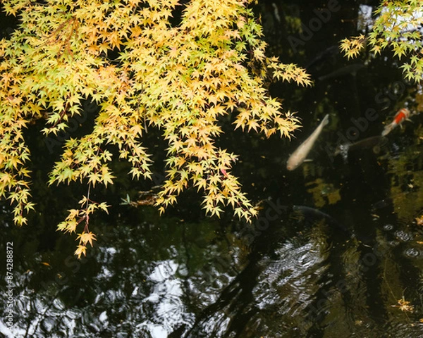 Obraz 鯉が泳ぐ池