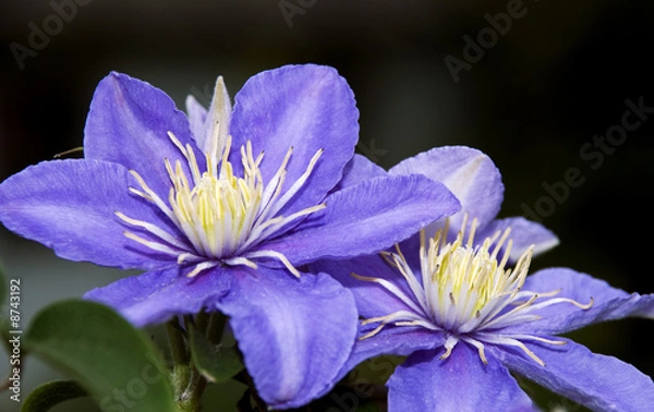 Obraz Clematis