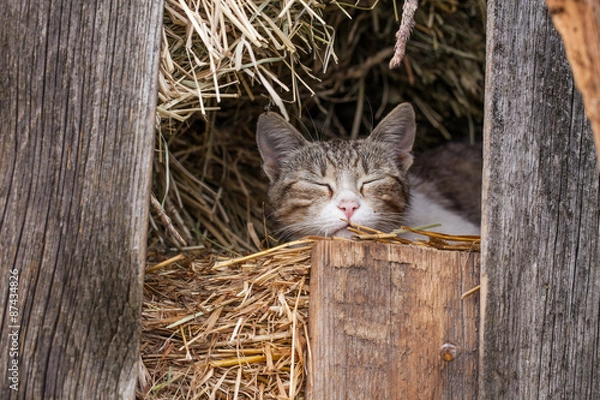 Obraz little kitten in the barn