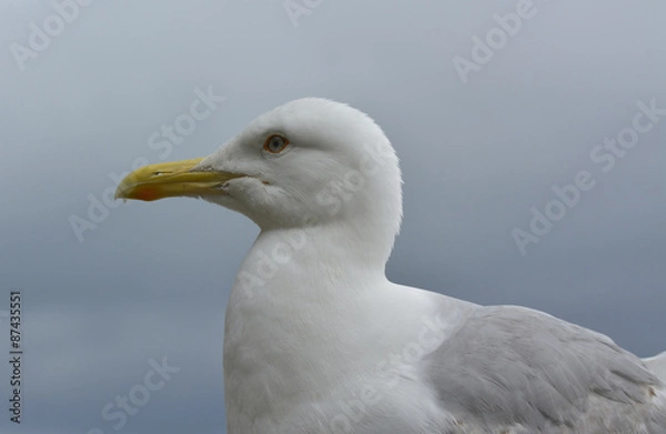 Fototapeta portret mewy srebrzystej (Larus argentatus)