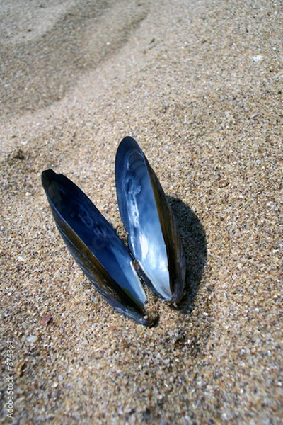 Obraz mussel shell on the sand