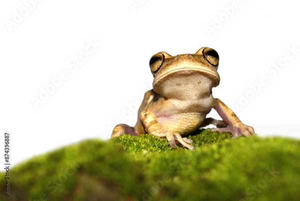 Obraz Sapo - Bokermannohyla cf. nanuzae