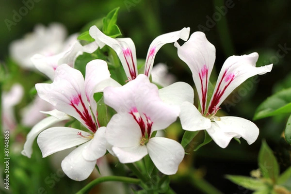 Obraz White hanging geranium