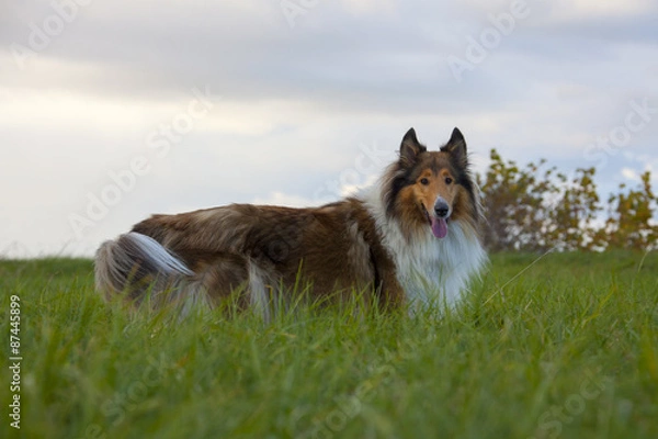 Obraz Rough Collie