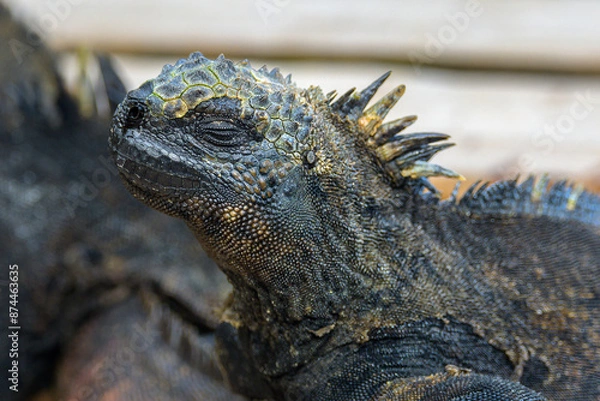 Fototapeta Iguana Marina - Concha de perla - Isla Isabela - Islas Galápagos - Ecuador
