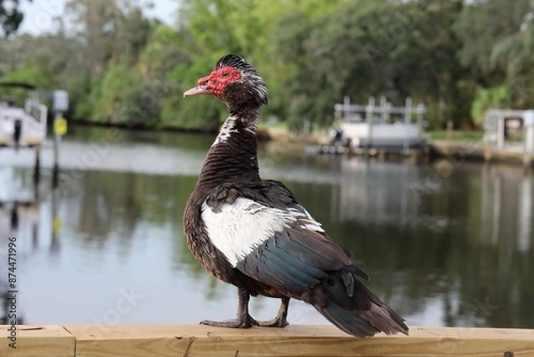 Fototapeta Muscovy Duck Standing with Water in Background