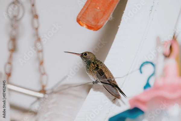 Obraz Colibri