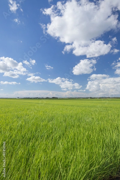 Fototapeta 青空と雲と水田