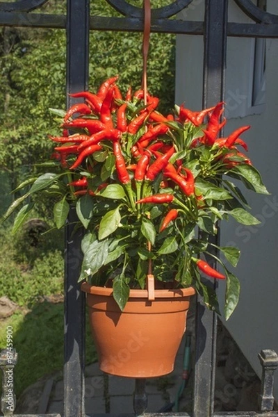 Fototapeta Domestic cultivation of red chilli peppers in a pot. Chilli peppers in the bushes on the iron gate. Ripe red hot chili peppers on a tree.
