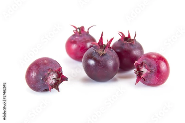 Obraz Berry Saskatoon