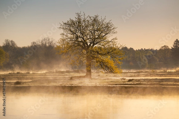 Obraz Belarusian nature at sunrise