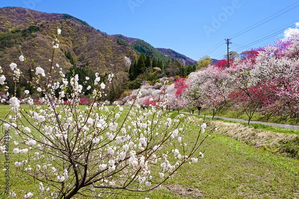 Obraz 長野県阿智村・月岡温泉郷の花桃