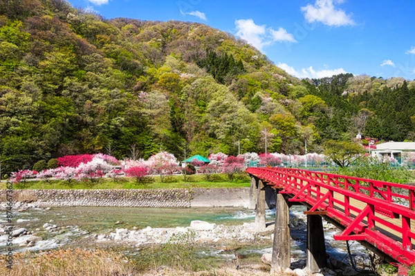 Obraz 長野県昼神温泉郷・赤い橋と満開の花桃