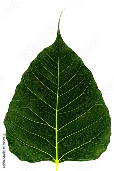 Fototapeta pho leaf