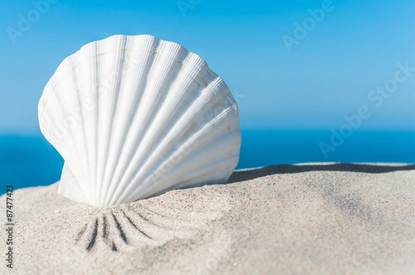 Fototapeta Weiße Muschel an sonnigem Sandstrand, Jakobsmuschel, Urlaubsträume, Fernweh