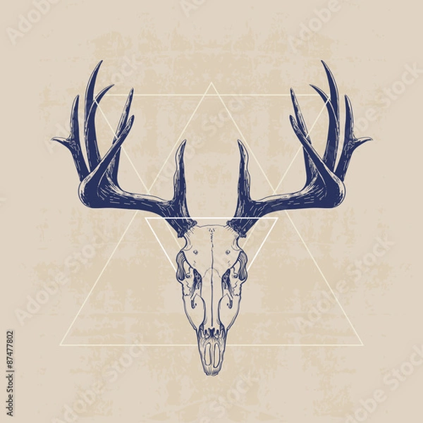 Obraz Czaszka jelenia